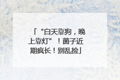 “白天靠狗，晚上靠灯”！菌子近期疯长！别乱捡