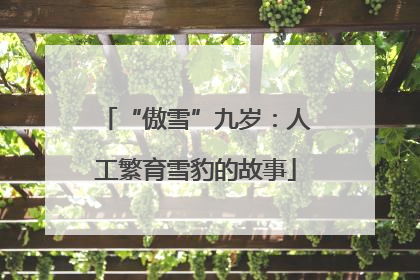 “傲雪”九岁：人工繁育雪豹的故事