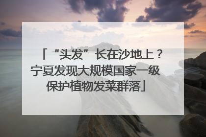 “头发”长在沙地上？宁夏发现大规模国家一级保护植物发菜群落