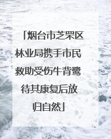 烟台市芝罘区林业局携手市民救助受伤牛背鹭 待其康复后放归自然