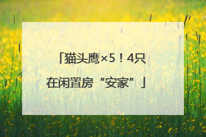 猫头鹰×5！4只在闲置房“安家”