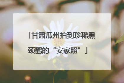 甘肃瓜州拍到珍稀黑颈鹤的“安家照”