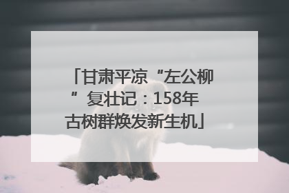 甘肃平凉“左公柳”复壮记：158年古树群焕发新生机