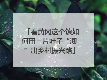看黄冈这个镇如何用一片叶子“沏”出乡村振兴路