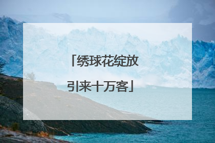 绣球花绽放 引来十万客