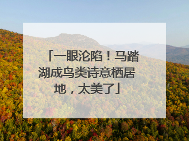 一眼沦陷！马踏湖成鸟类诗意栖居地，太美了