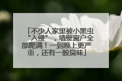 不少人家里被小黑虫“入侵”，墙壁窗户全部爬满！一到晚上更严重，还有一股臭味