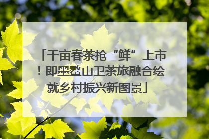 千亩春茶抢“鲜”上市！即墨鳌山卫茶旅融合绘就乡村振兴新图景