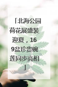 北海公园荷花展盛装迎夏，169盆珍贵碗莲同步亮相