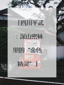 四川平武：深山密林里的“金色精灵”