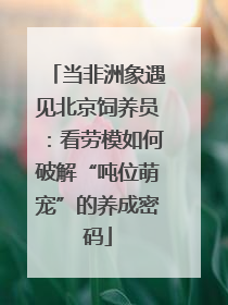 当非洲象遇见北京饲养员：看劳模如何破解“吨位萌宠”的养成密码