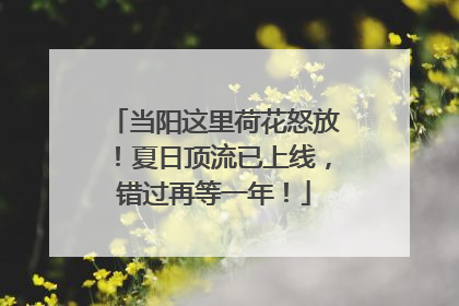 当阳这里荷花怒放！夏日顶流已上线，错过再等一年！