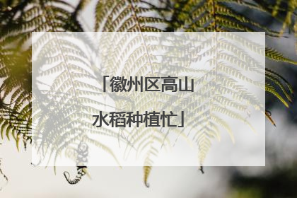 徽州区高山水稻种植忙