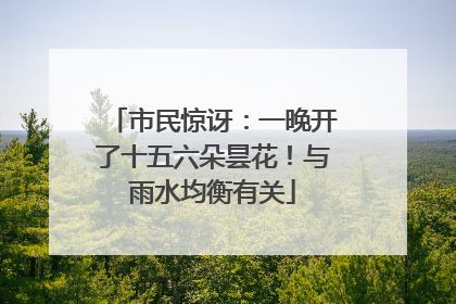 市民惊讶：一晚开了十五六朵昙花！与雨水均衡有关