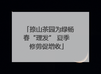 捺山茶园为绿杨春“理发” 夏季修剪促增收