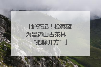 护茶记！检察蓝为景迈山古茶林 “把脉开方”