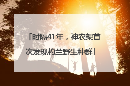 时隔41年，神农架首次发现杓兰野生种群