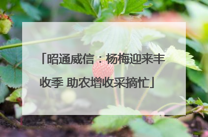昭通威信：杨梅迎来丰收季 助农增收采摘忙