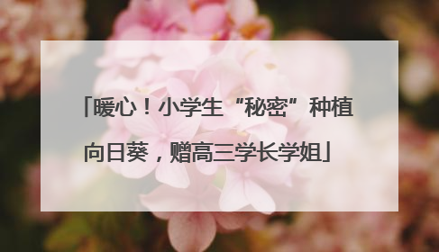 暖心！小学生“秘密”种植向日葵，赠高三学长学姐