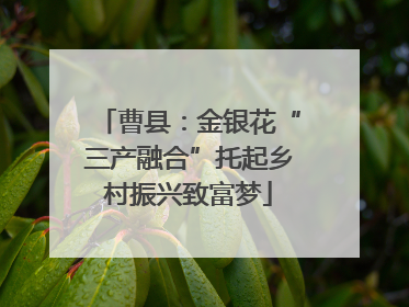 曹县：金银花“三产融合”托起乡村振兴致富梦