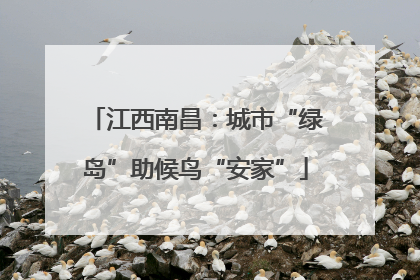 江西南昌：城市“绿岛”助候鸟“安家”