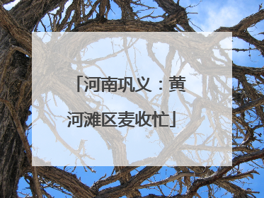 河南巩义：黄河滩区麦收忙