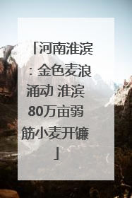 河南淮滨：金色麦浪涌动 淮滨80万亩弱筋小麦开镰