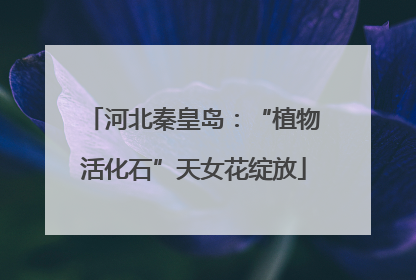 河北秦皇岛：“植物活化石”天女花绽放