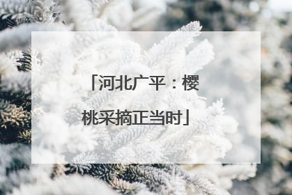 河北广平：樱桃采摘正当时