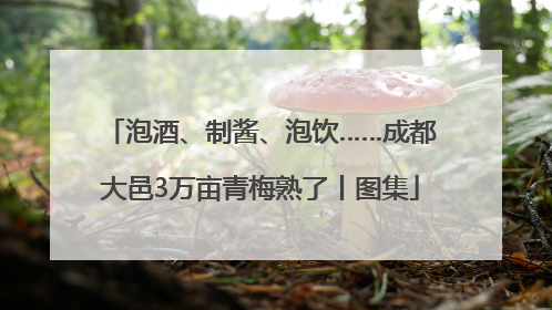 泡酒、制酱、泡饮……成都大邑3万亩青梅熟了丨图集