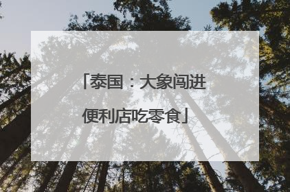 泰国：大象闯进便利店吃零食