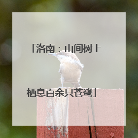 洛南：山间树上栖息百余只苍鹭