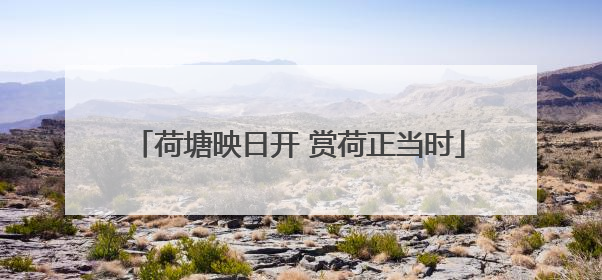 荷塘映日开 赏荷正当时