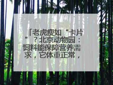 老虎瘦如“卡片”？北京动物园：饲料能保障营养需求，它体重正常，放心吧
