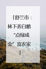 舒兰市：林下养白鹅 “点绿成金”富农家