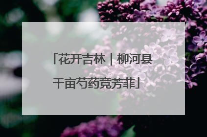 花开吉林｜柳河县千亩芍药竞芳菲