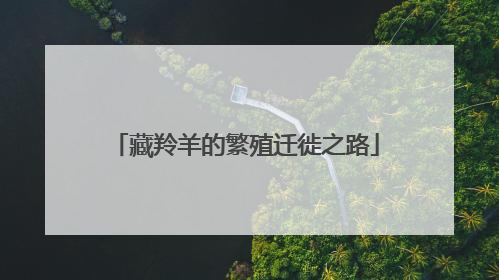 藏羚羊的繁殖迁徙之路