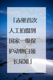 赤壁首次人工拍摄到国家一级保护动物白颈长尾雉