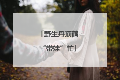 野生丹顶鹤“带娃”忙