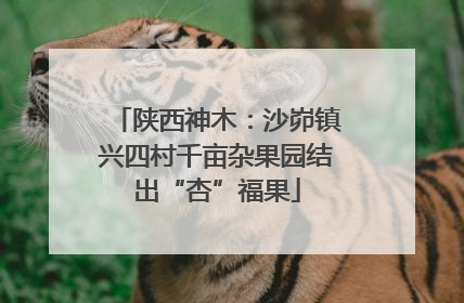 陕西神木：沙峁镇兴四村千亩杂果园结出“杏”福果