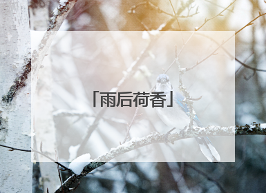 雨后荷香