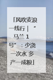 风吹麦浪一线行｜“马兰 1 号”：少浇一次水 多产一成粮