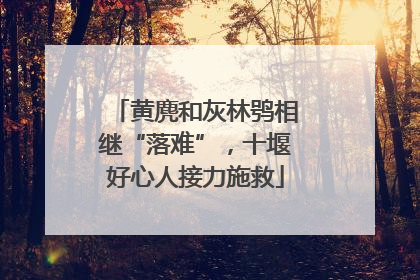 黄麂和灰林鸮相继“落难”，十堰好心人接力施救