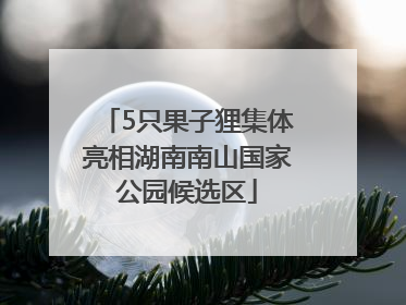 5只果子狸集体亮相湖南南山国家公园候选区