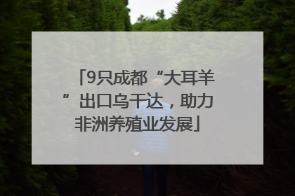 9只成都“大耳羊”出口乌干达，助力非洲养殖业发展